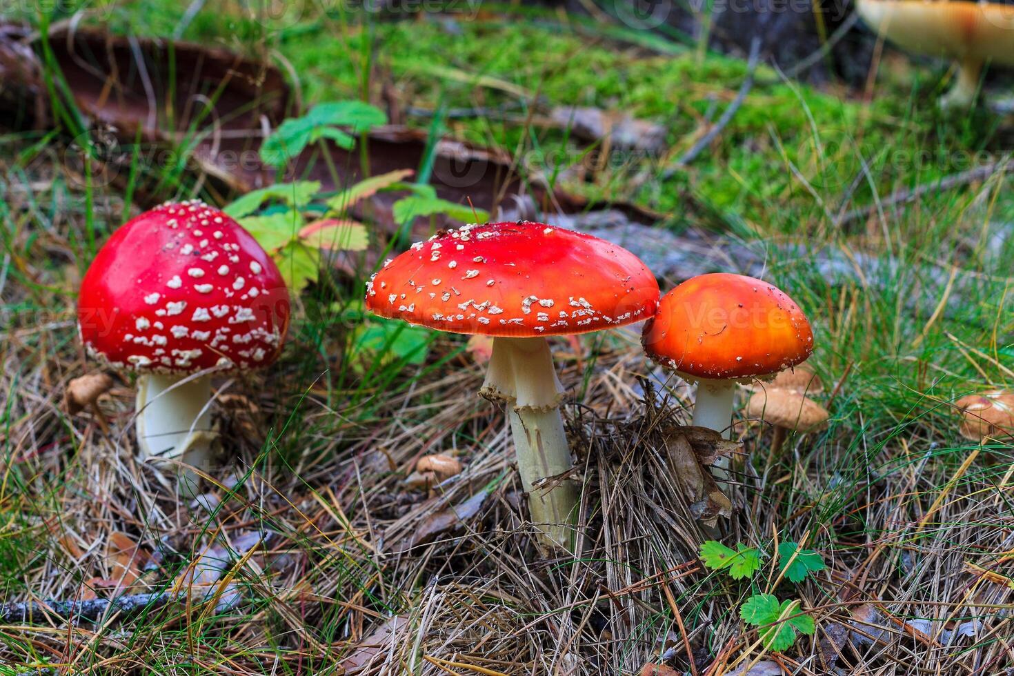 red amanita in the autumn forest on a cloudy day photo