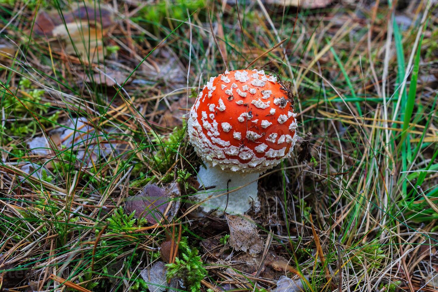 red amanita in the autumn forest on a cloudy day photo