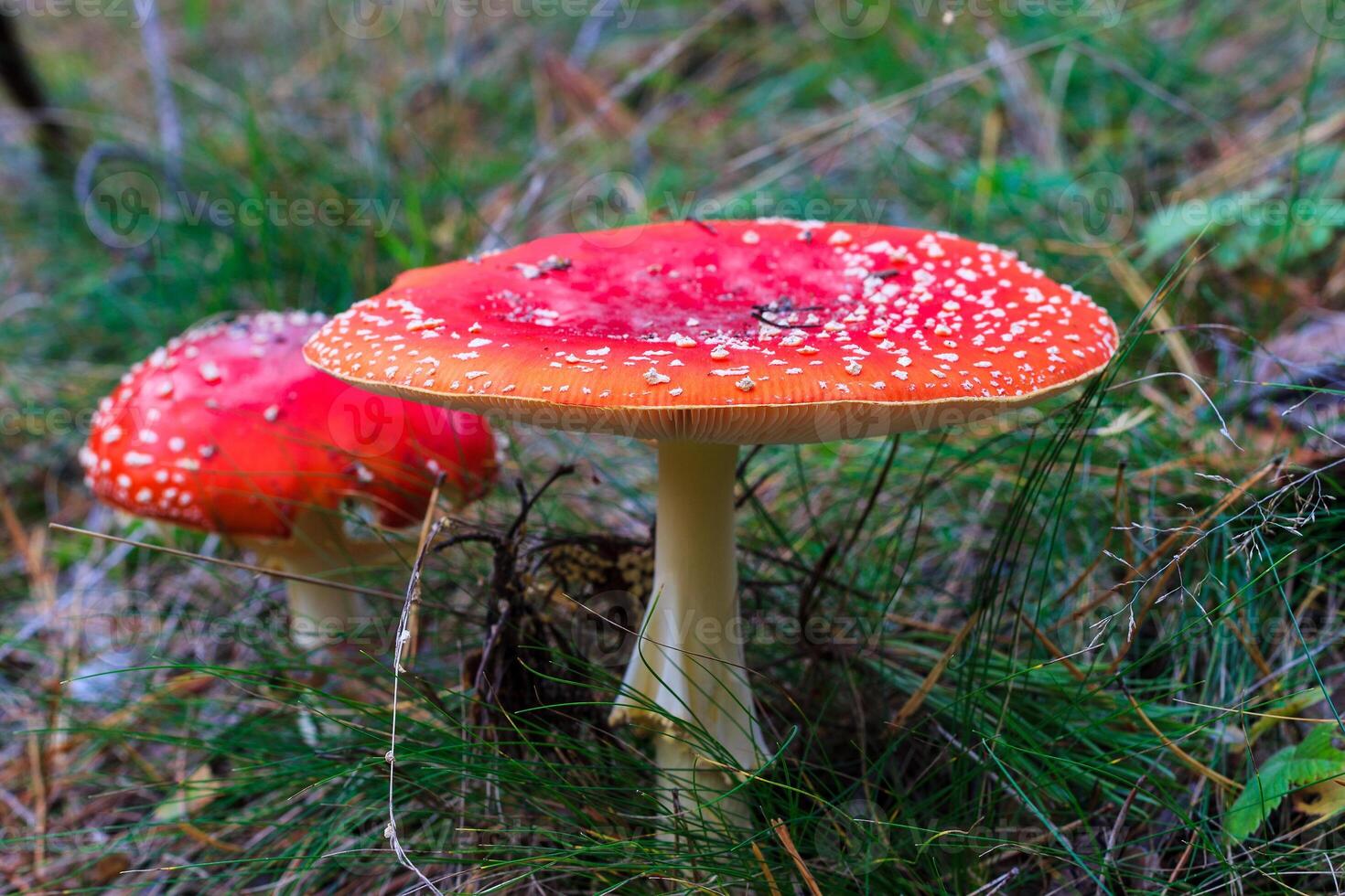 red amanita in the autumn forest on a cloudy day photo