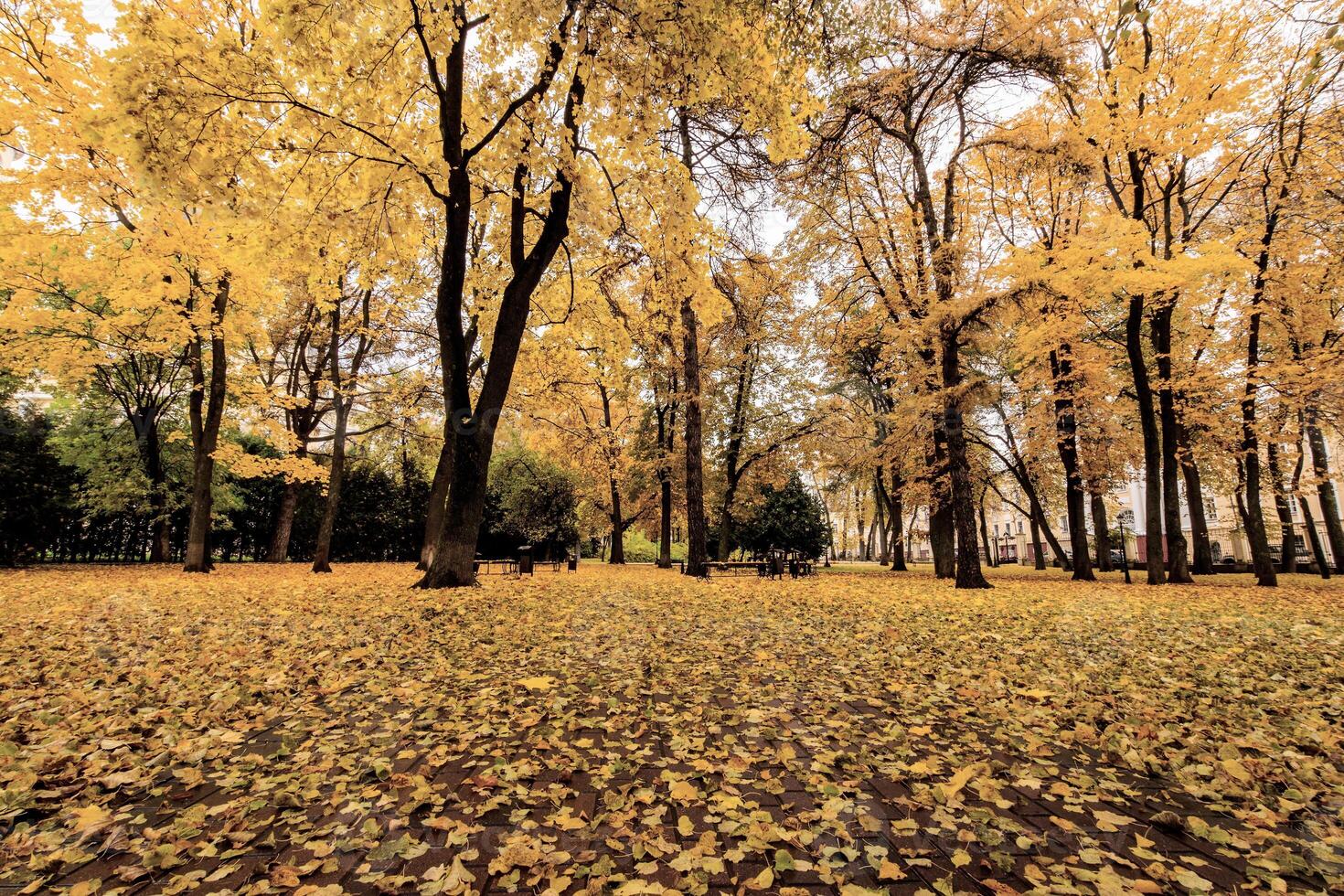 Leaf fall in the park in autumn with maples. photo