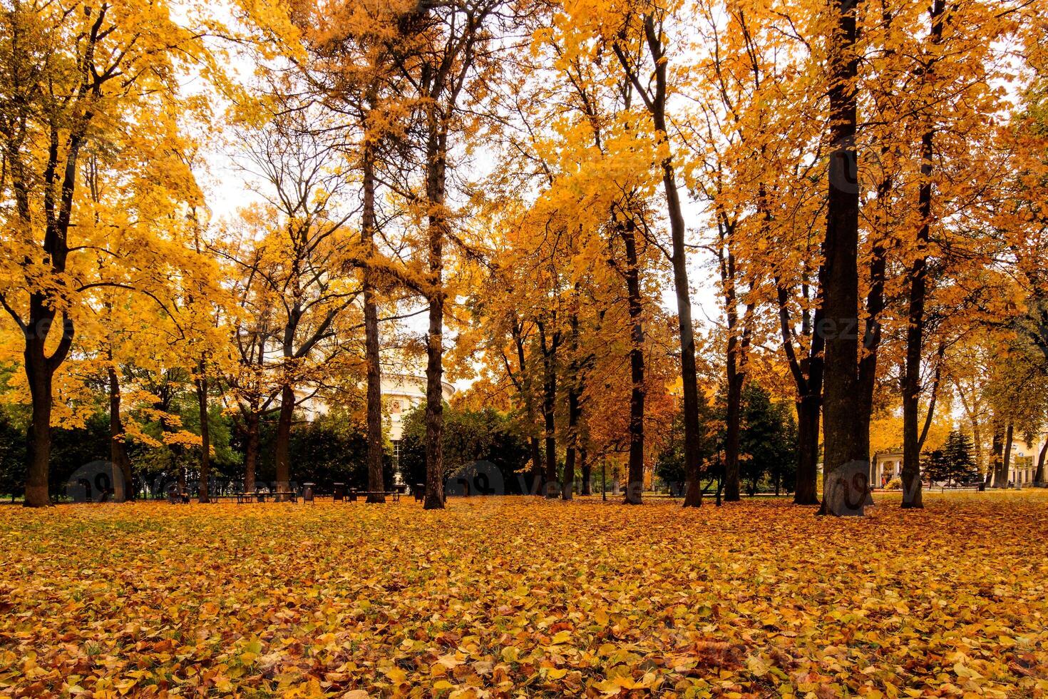 Leaf fall in the park in autumn with maples. photo