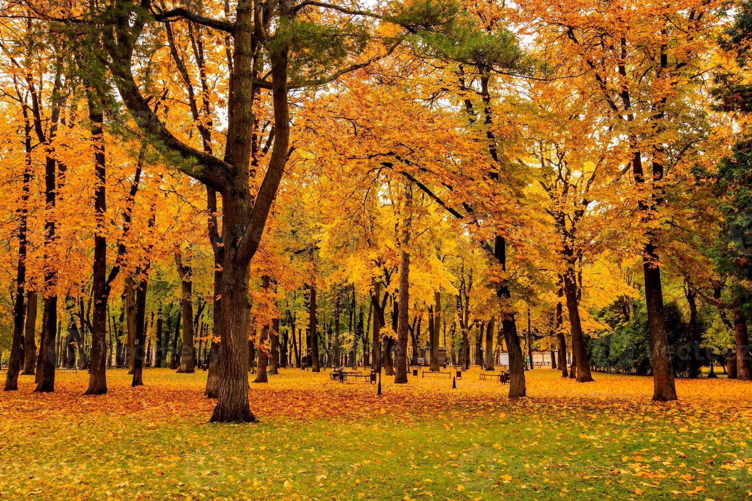 Leaf fall in the park in autumn with maples. photo