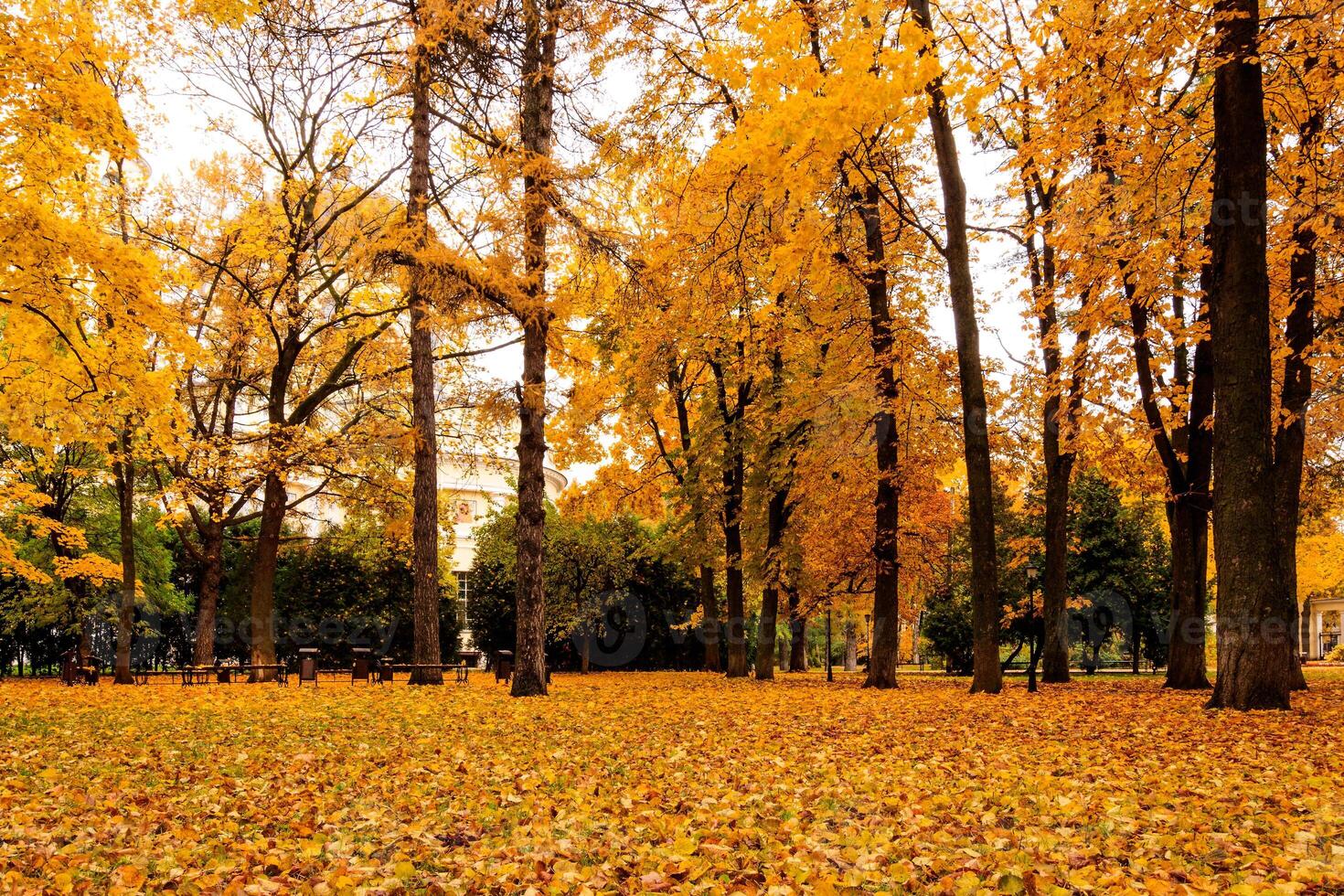 Leaf fall in the park in autumn with maples. photo
