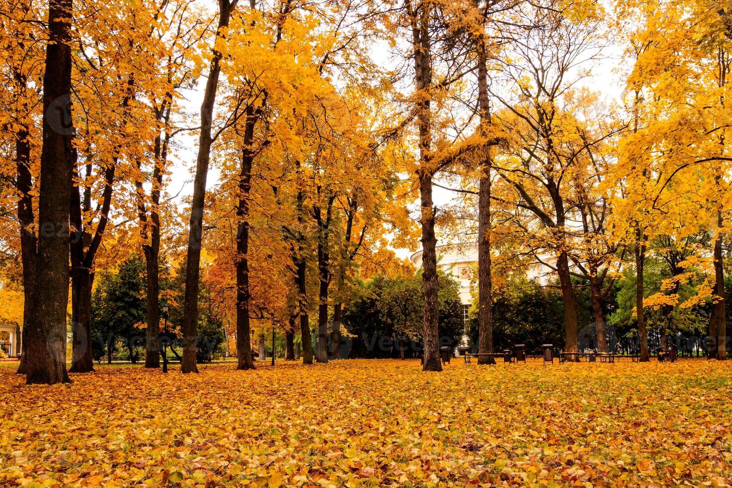 Leaf fall in the park in autumn with maples. photo