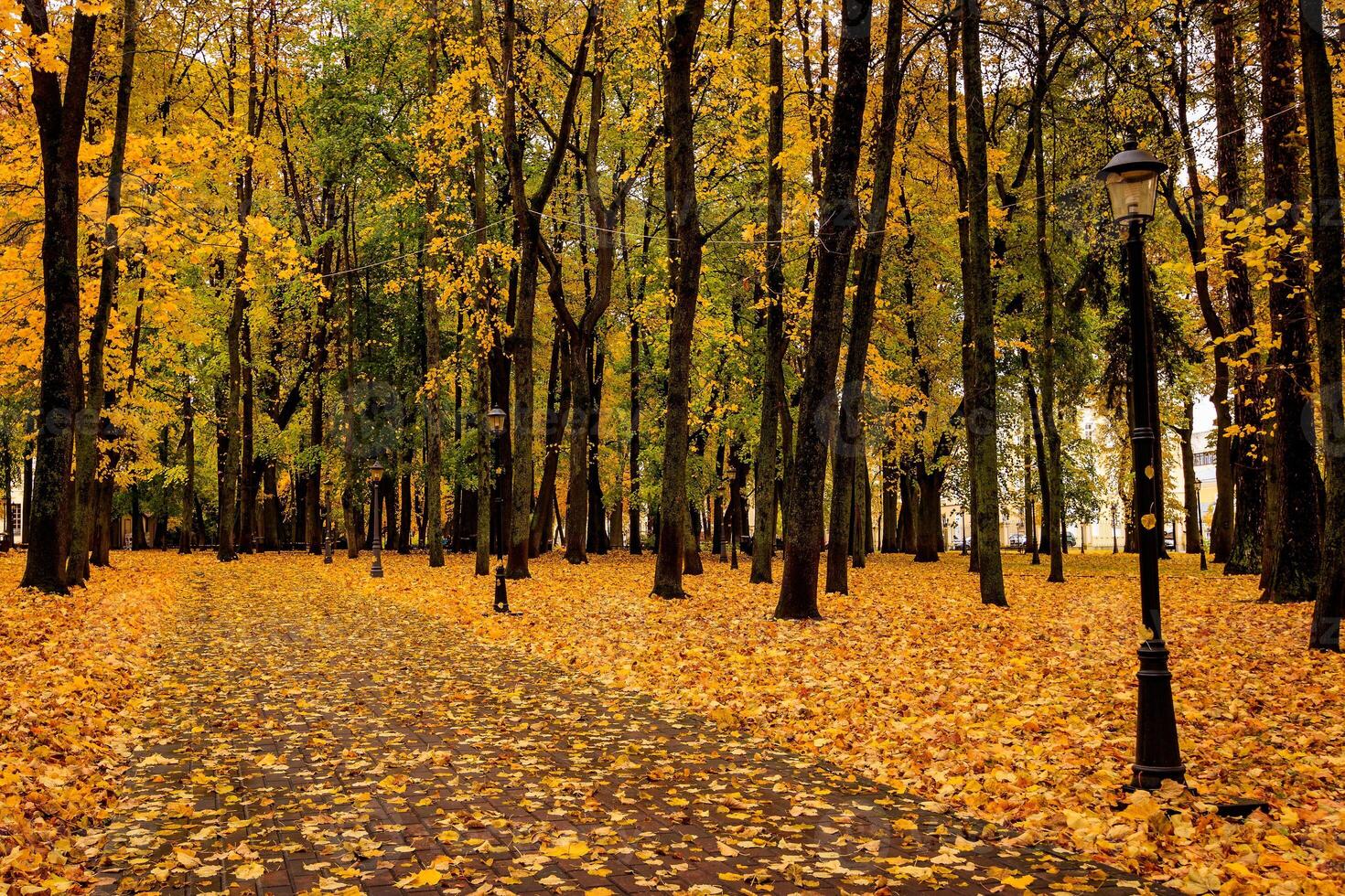 Leaf fall in the park in autumn with maples. photo