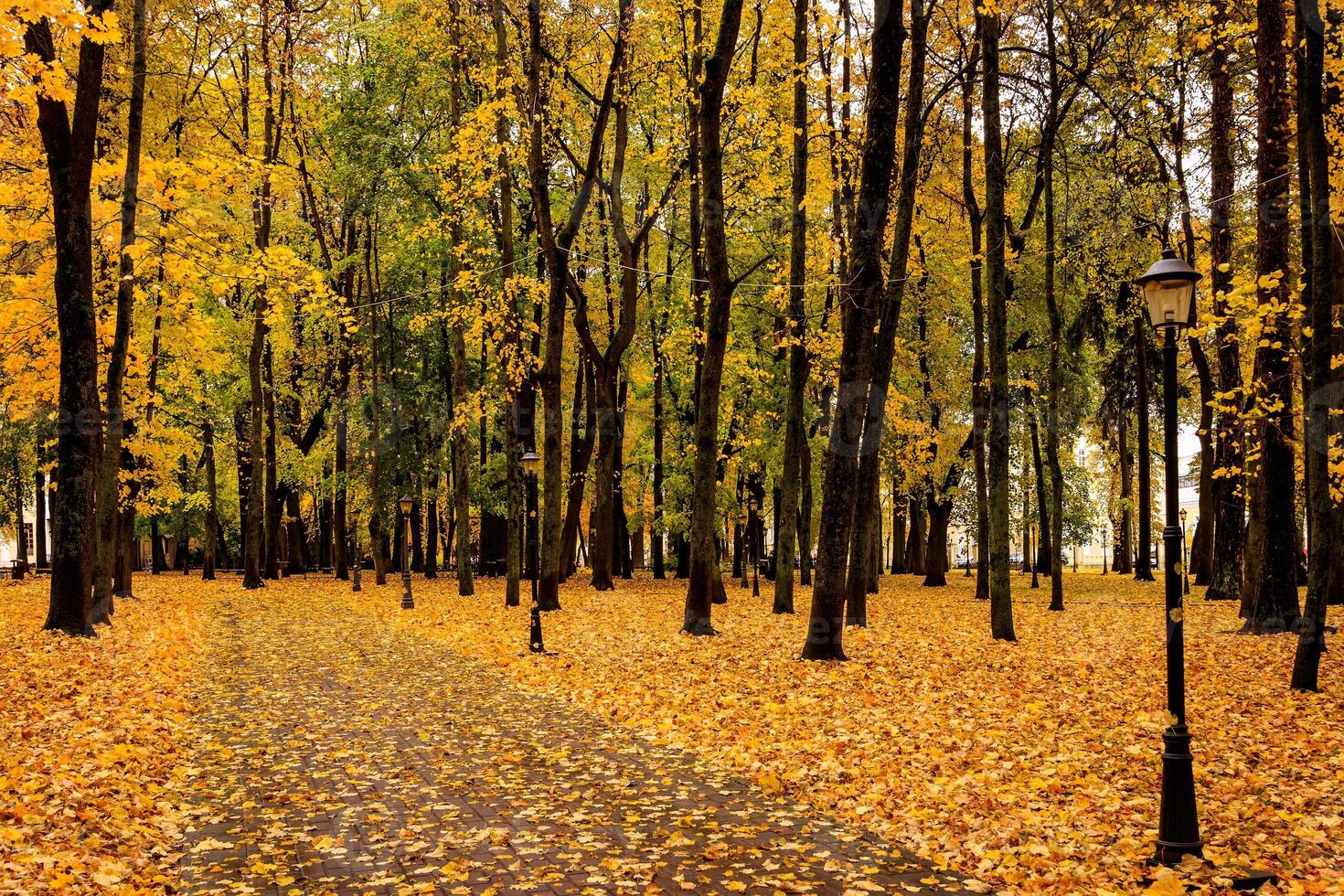 Leaf fall in the park in autumn with maples. photo