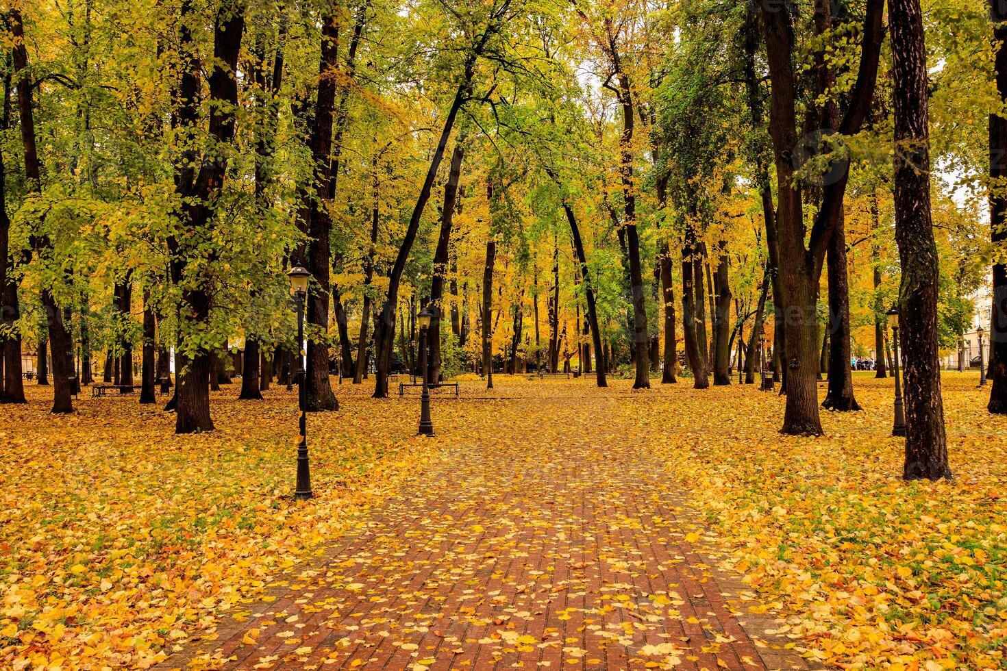 Leaf fall in the park in autumn with maples. photo