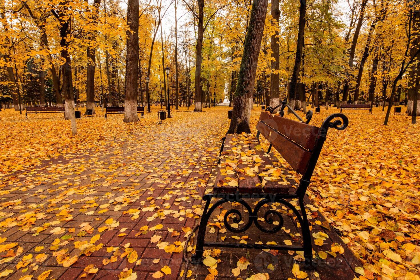 Leaf fall in the park in autumn with bench. photo