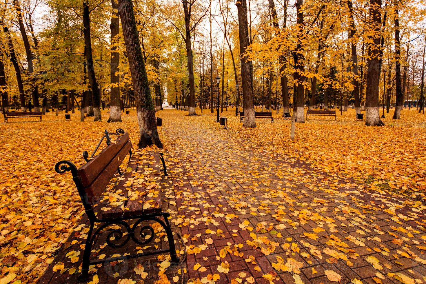 Leaf fall in the park in autumn with bench. photo