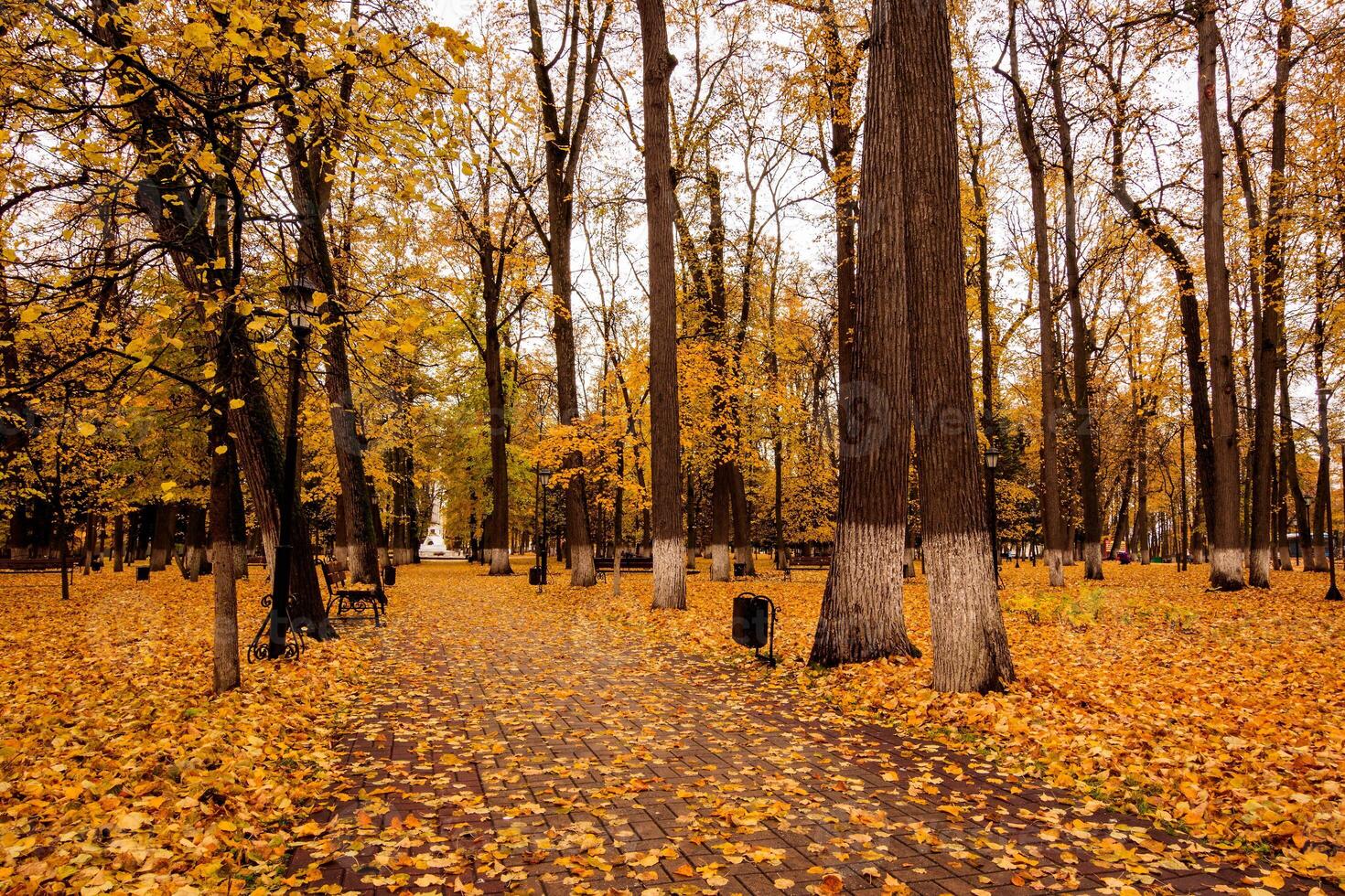 Leaf fall in the park in autumn with lindens. photo