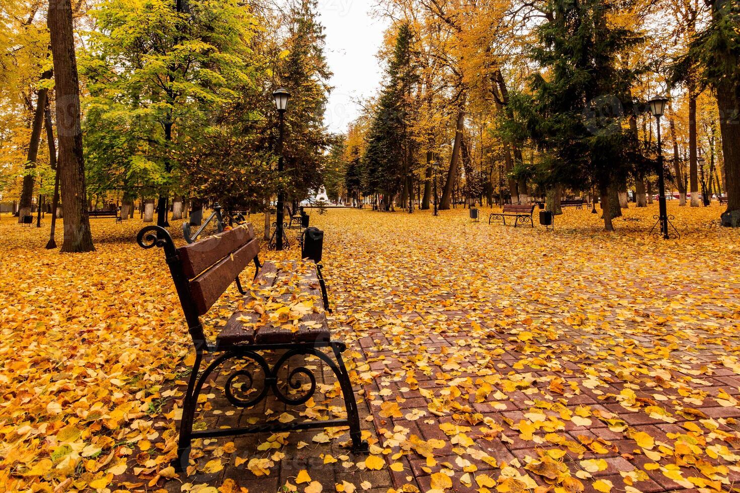 Leaf fall in the park in autumn with bench. photo