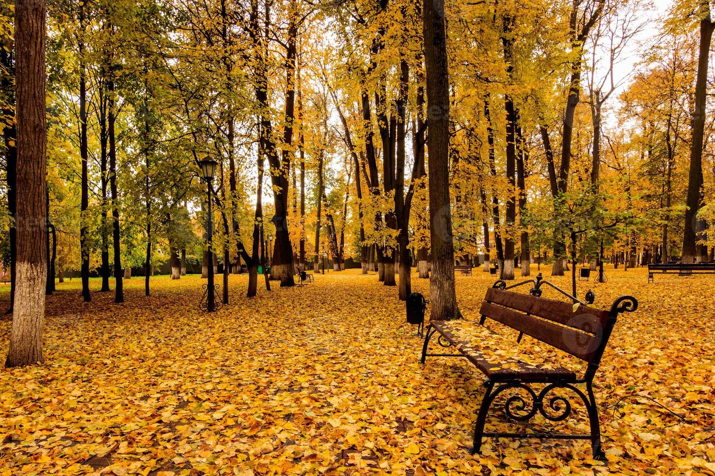Leaf fall in the park in autumn with bench. photo
