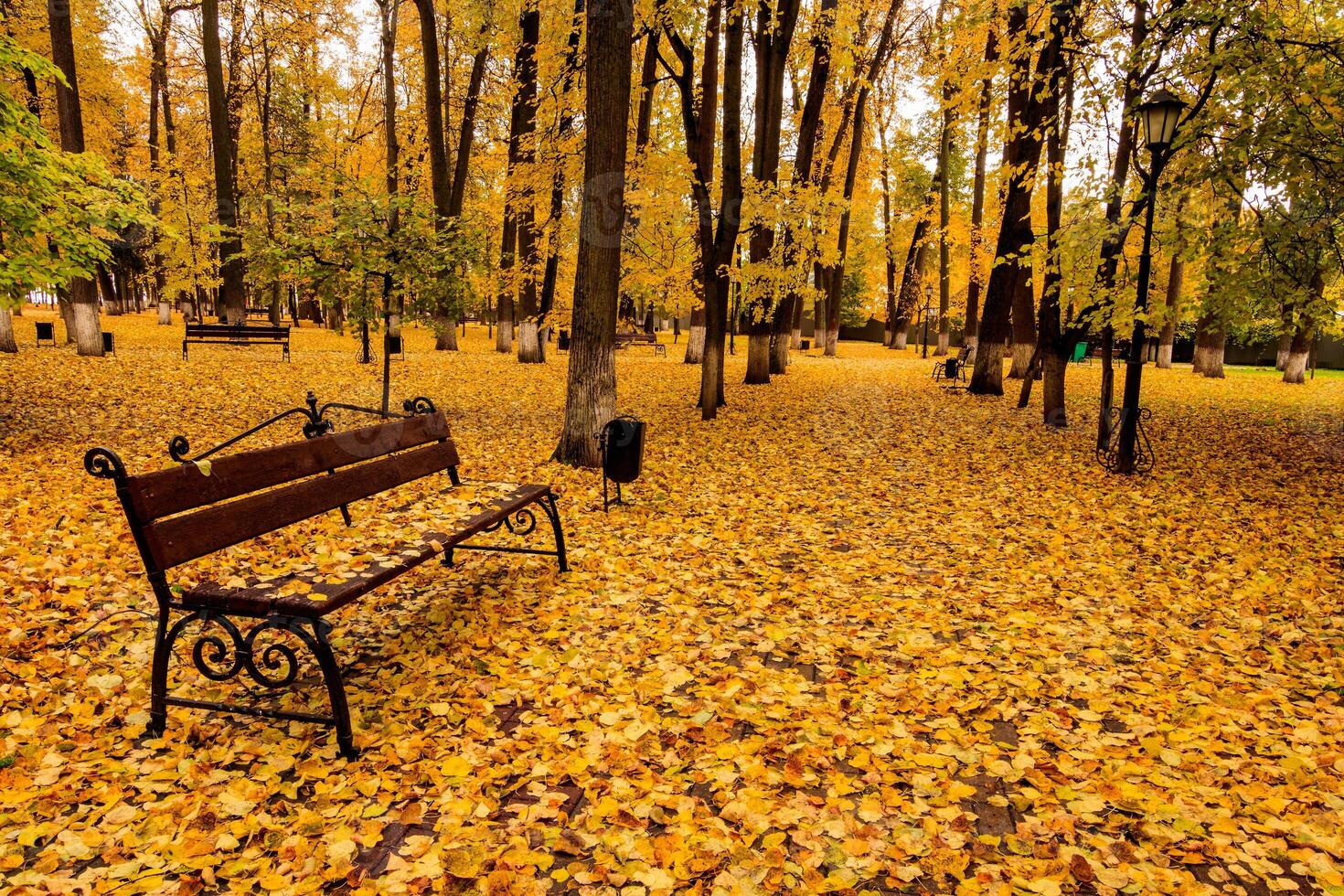 Leaf fall in the park in autumn with bench. photo