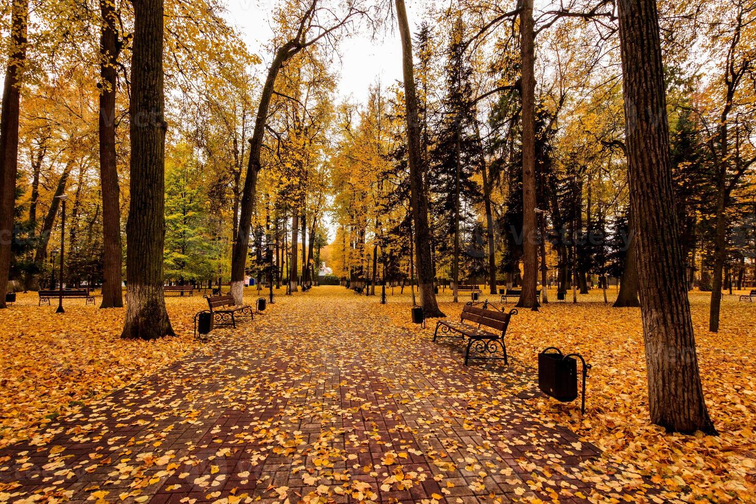 Leaf fall in the park in autumn with lindens. photo
