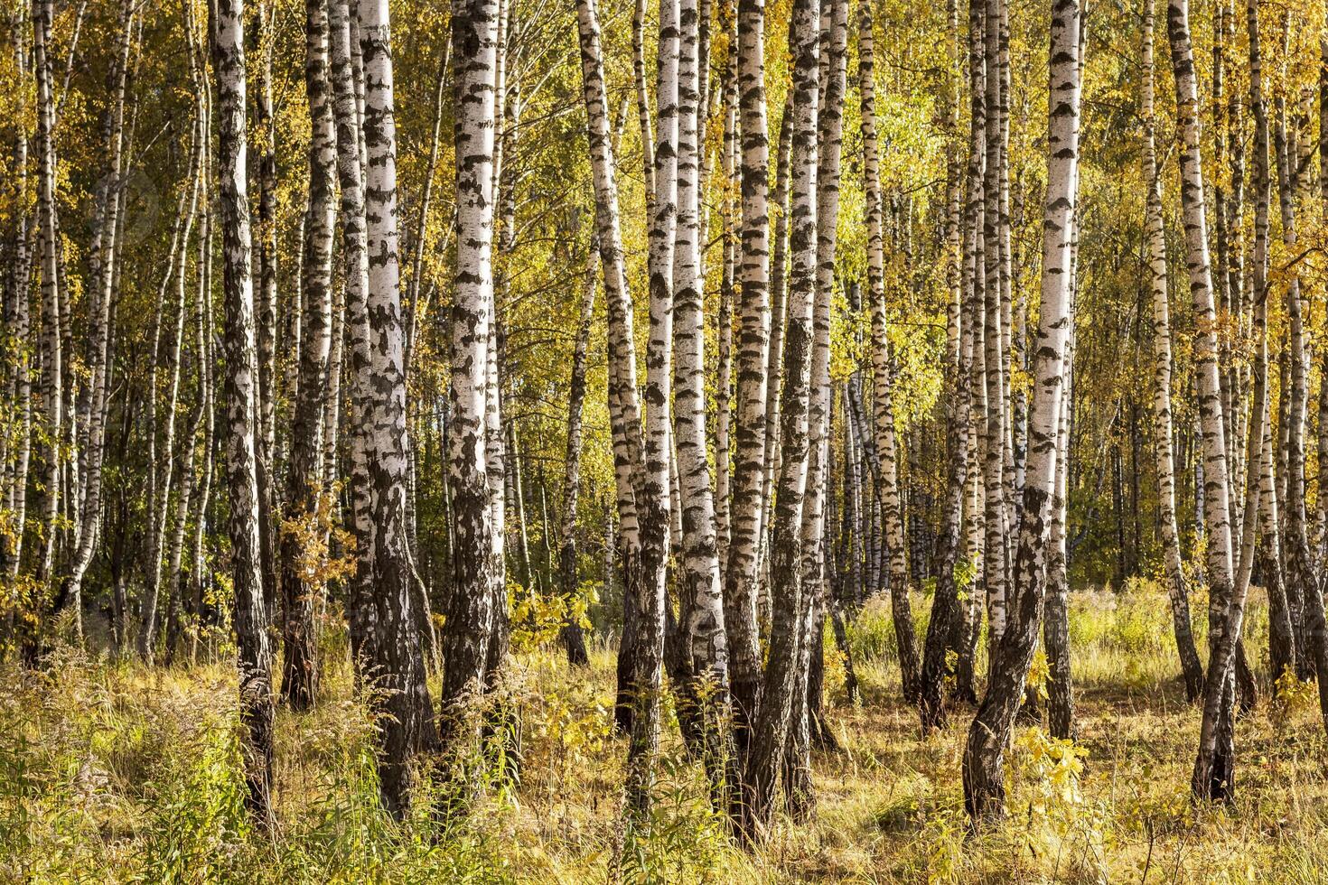 Birch forest in the early autumn. photo