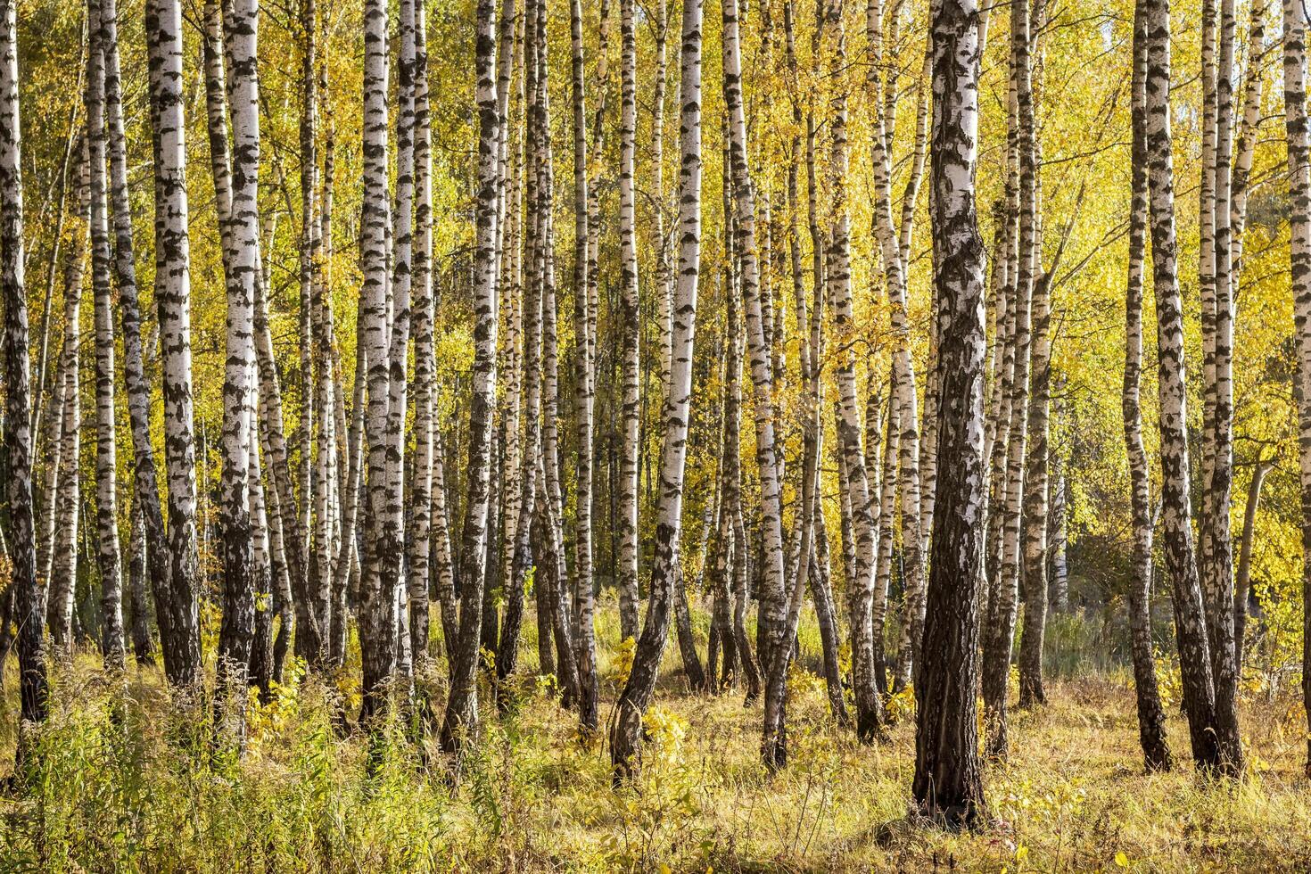 Birch forest in the early autumn. photo