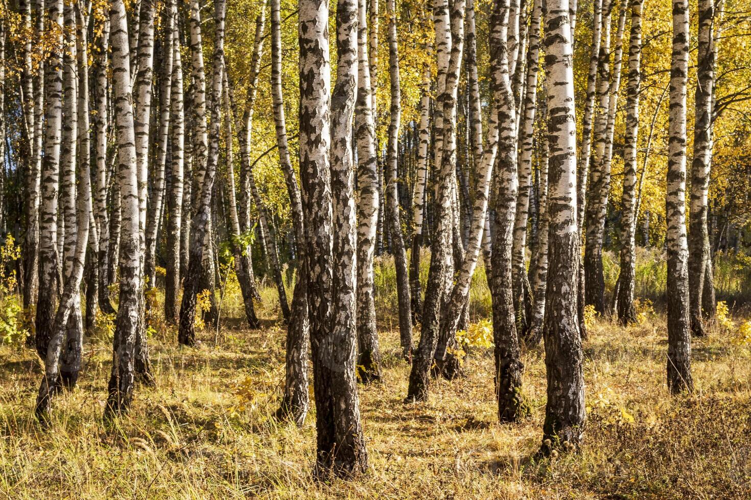 Birch forest in the early autumn. photo