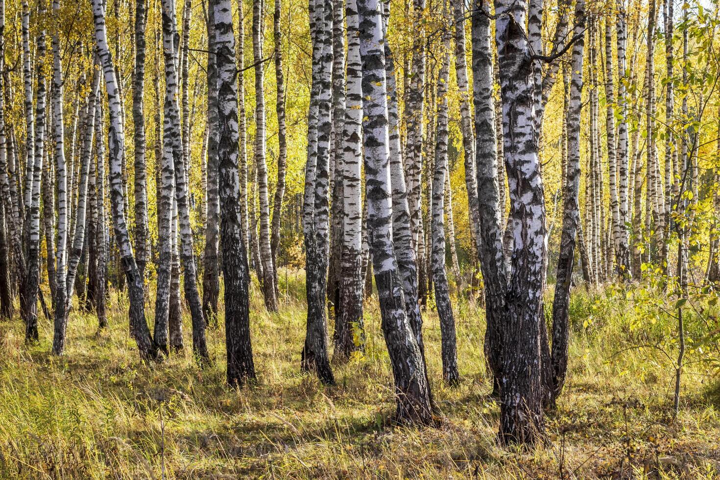 Birch forest in the early autumn. photo