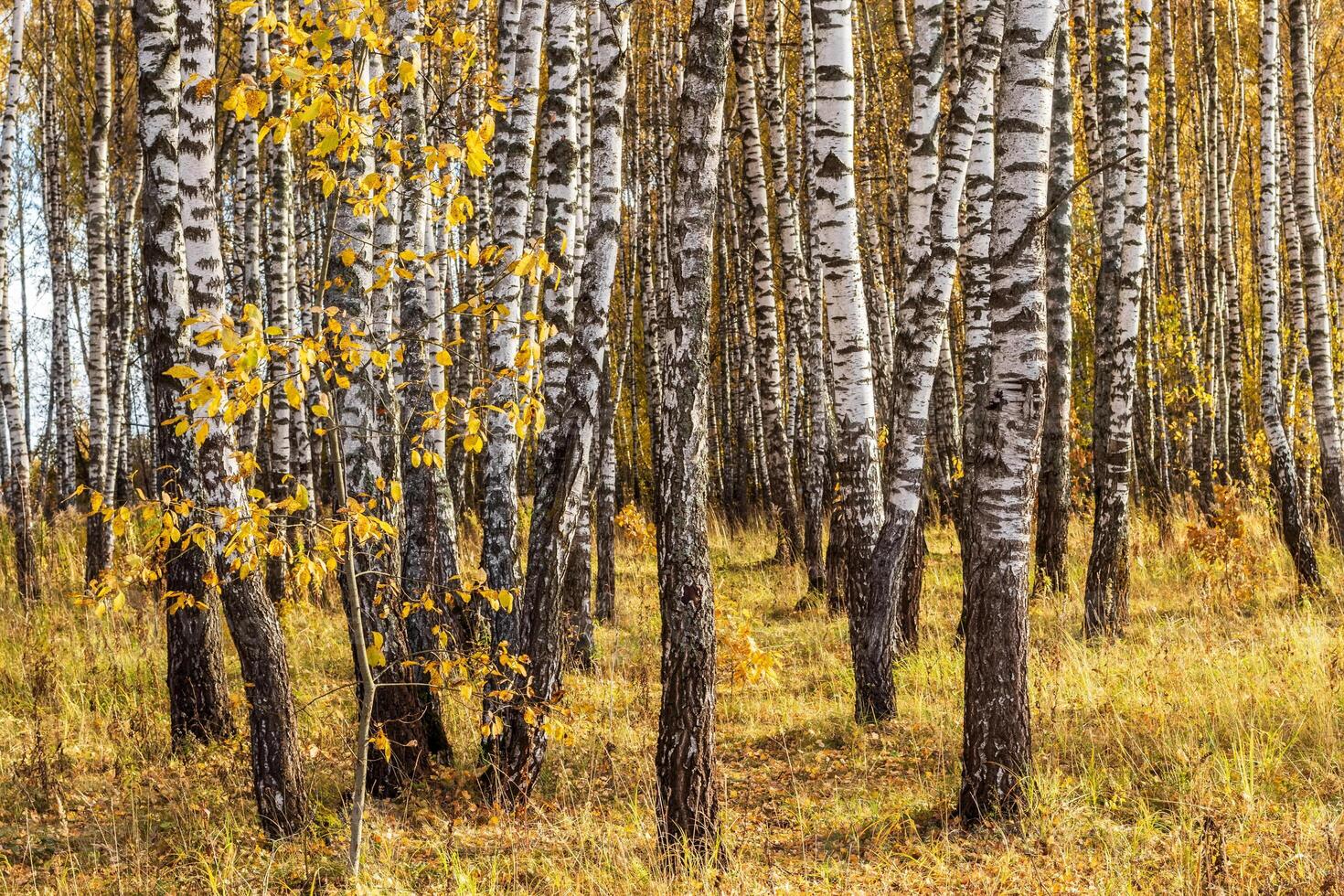 Birch forest in the early autumn. photo