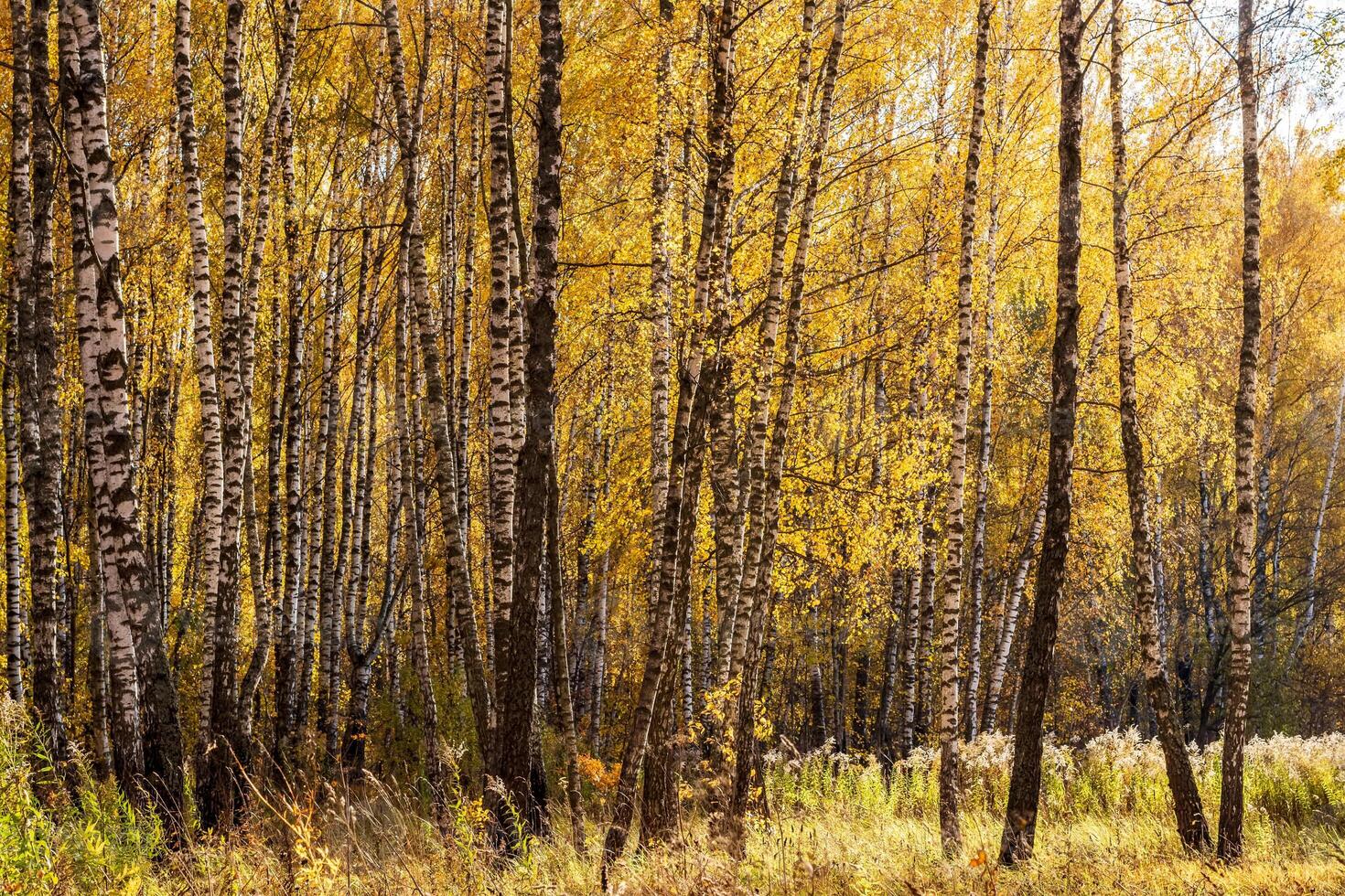 Birch forest in the early autumn. photo