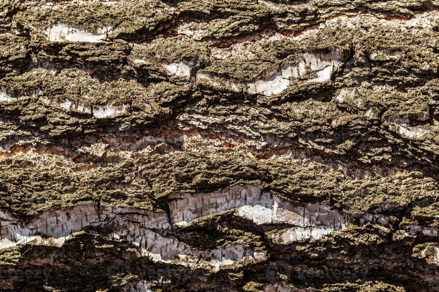 The bark of old birch tree texture. photo