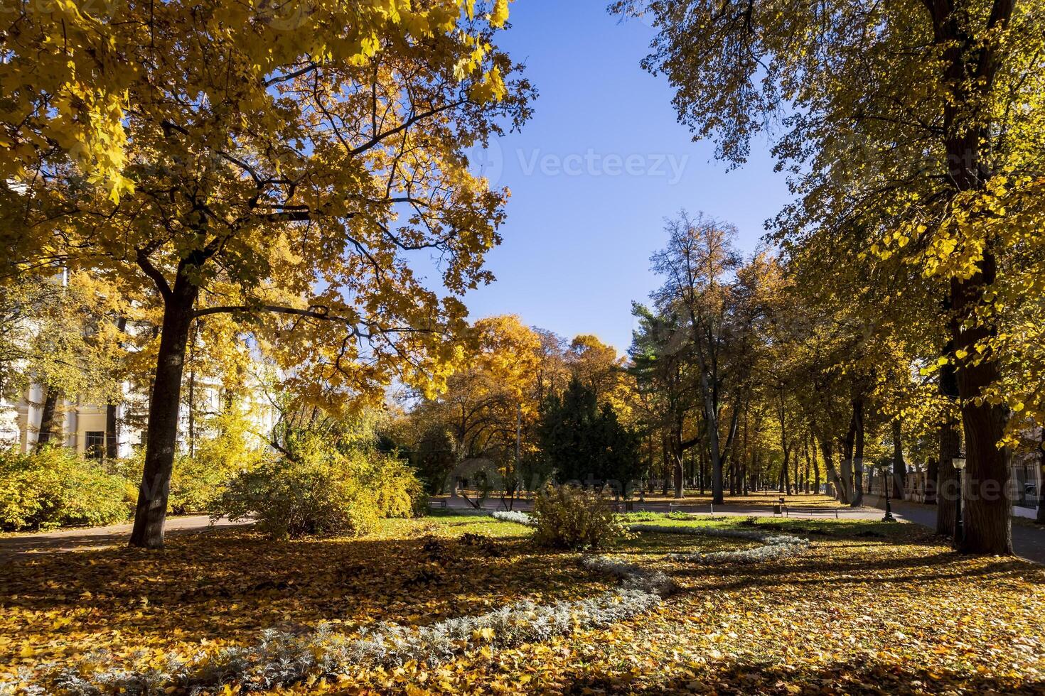 Leaf fall in the park in autumn with maples. photo