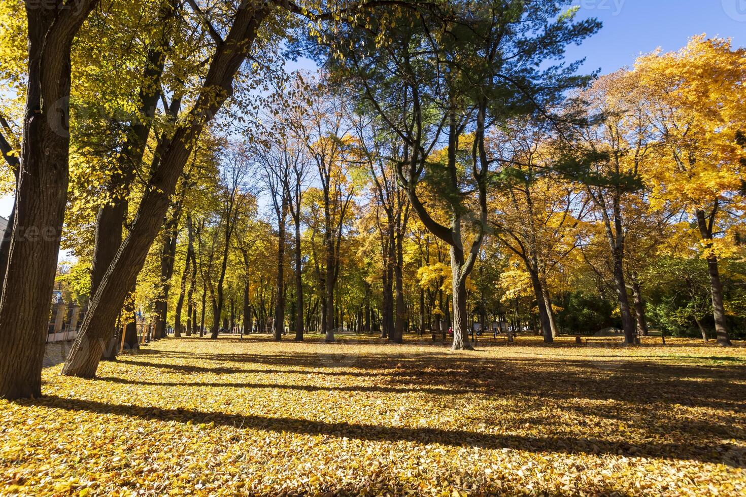Leaf fall in the park in autumn with maples. photo