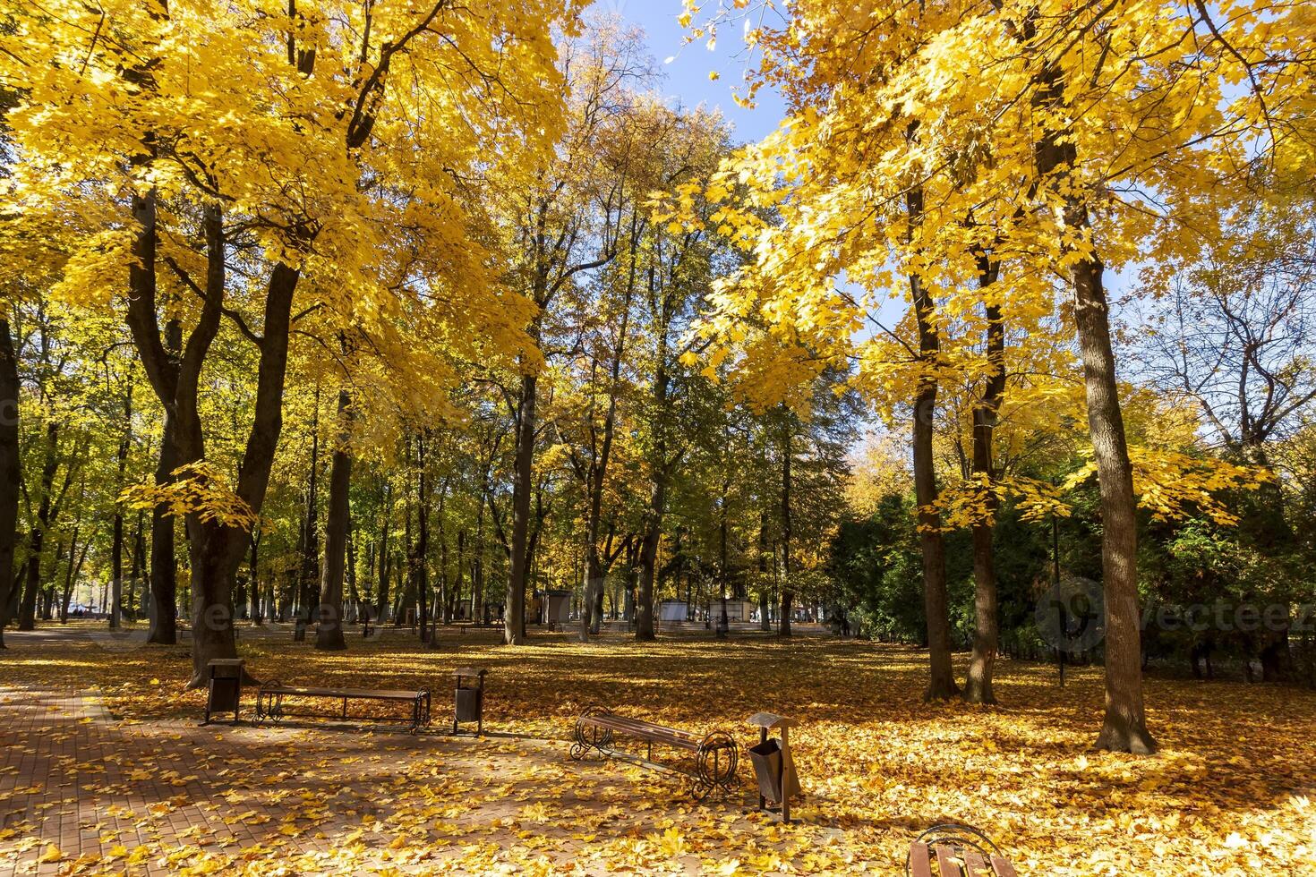 Leaf fall in the park in autumn with maples. photo