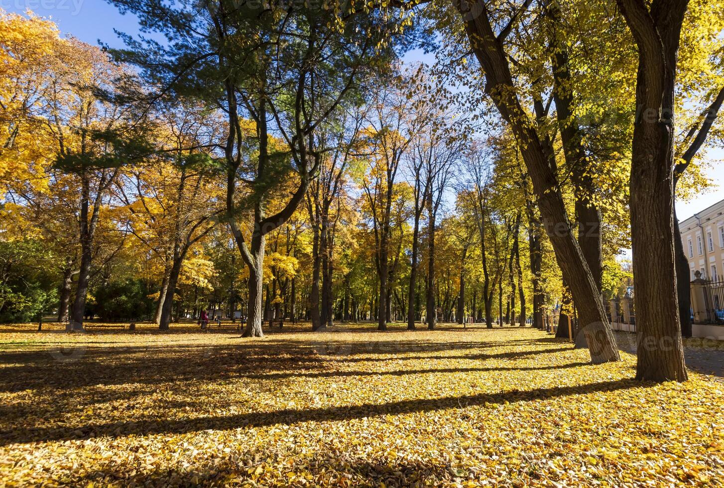 Leaf fall in the park in autumn with maples. photo
