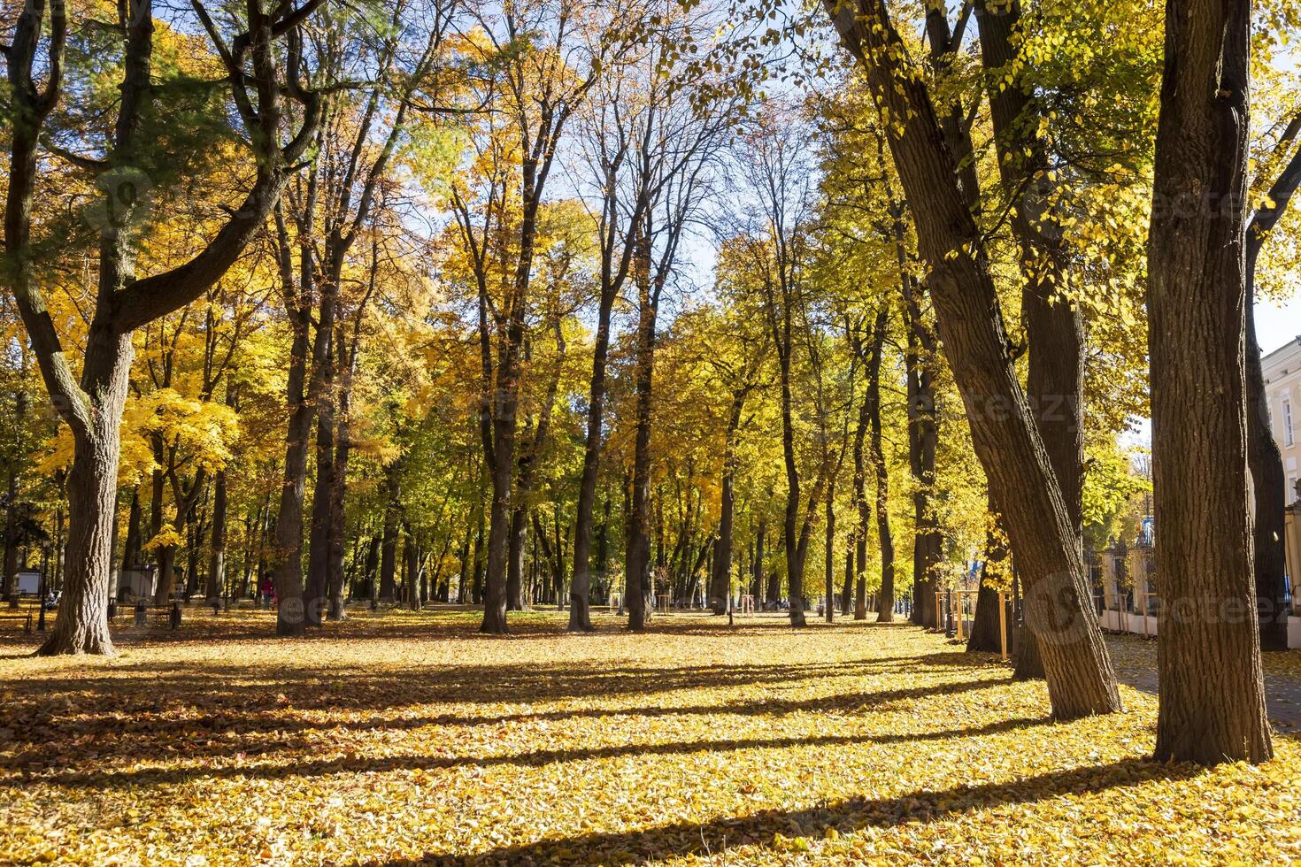 Leaf fall in the park in autumn with maples. photo