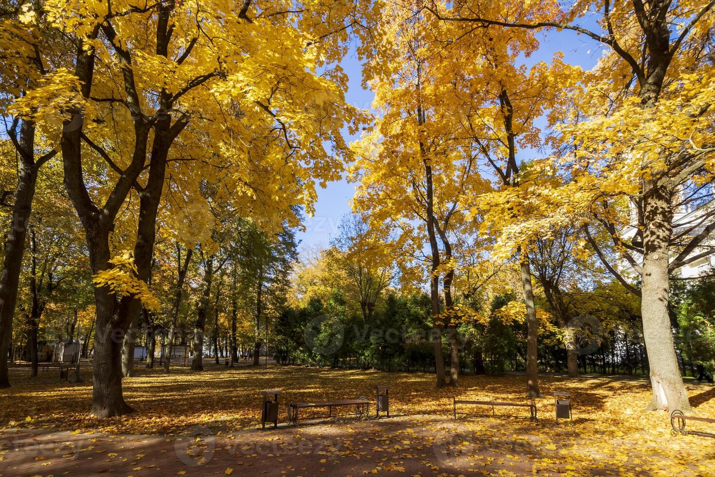 Leaf fall in the park in autumn with maples. photo