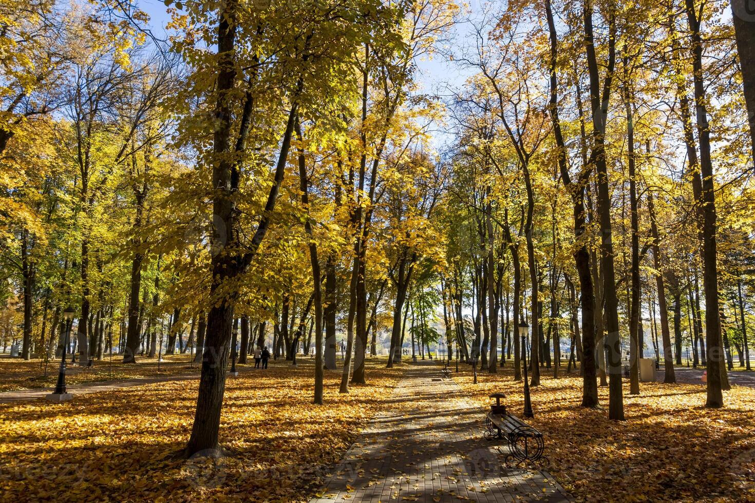 Leaf fall in the park in autumn with maples. photo