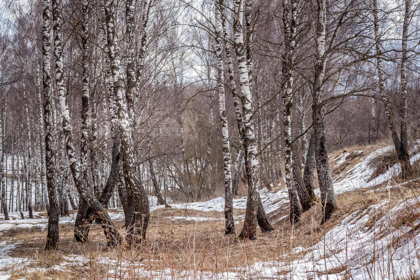 Birch forest in early spring. photo