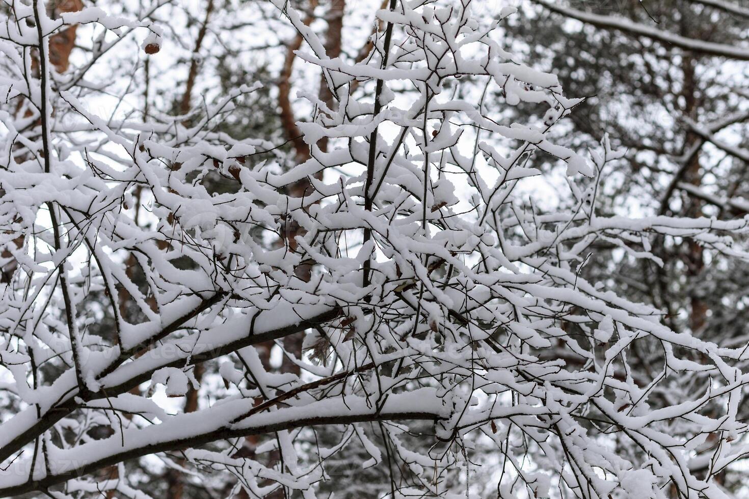 Winter branches of trees in hoarfrost on background snow and white sky photo