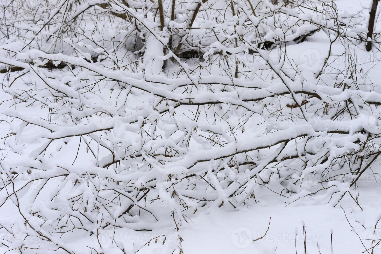 Winter branches of trees in hoarfrost on background snow and white sky photo