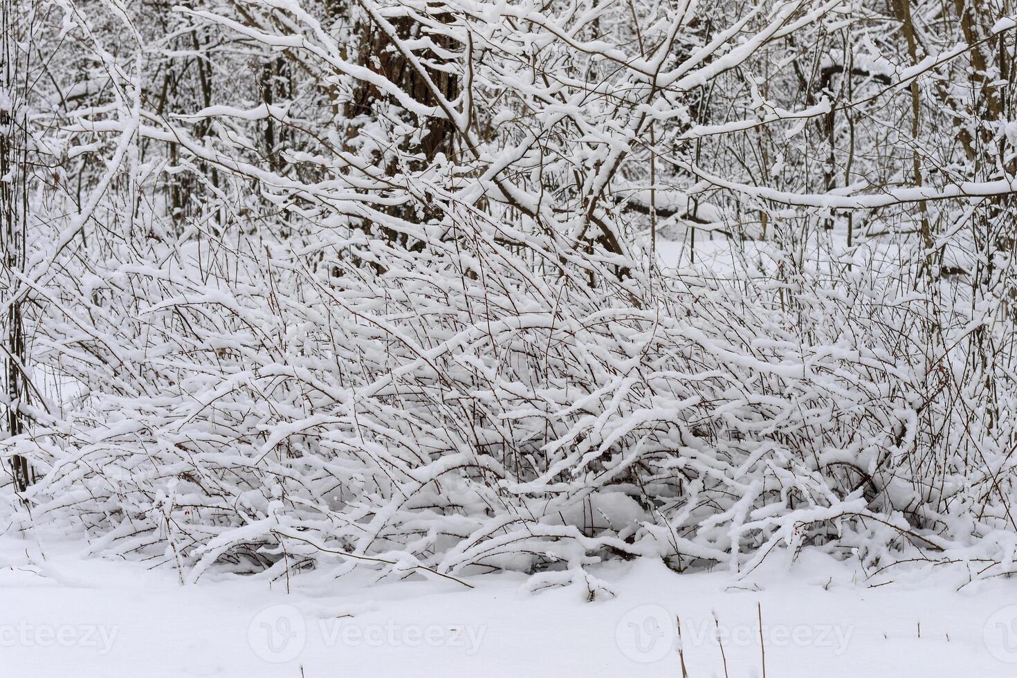 Winter branches of trees in hoarfrost on background snow and white sky photo
