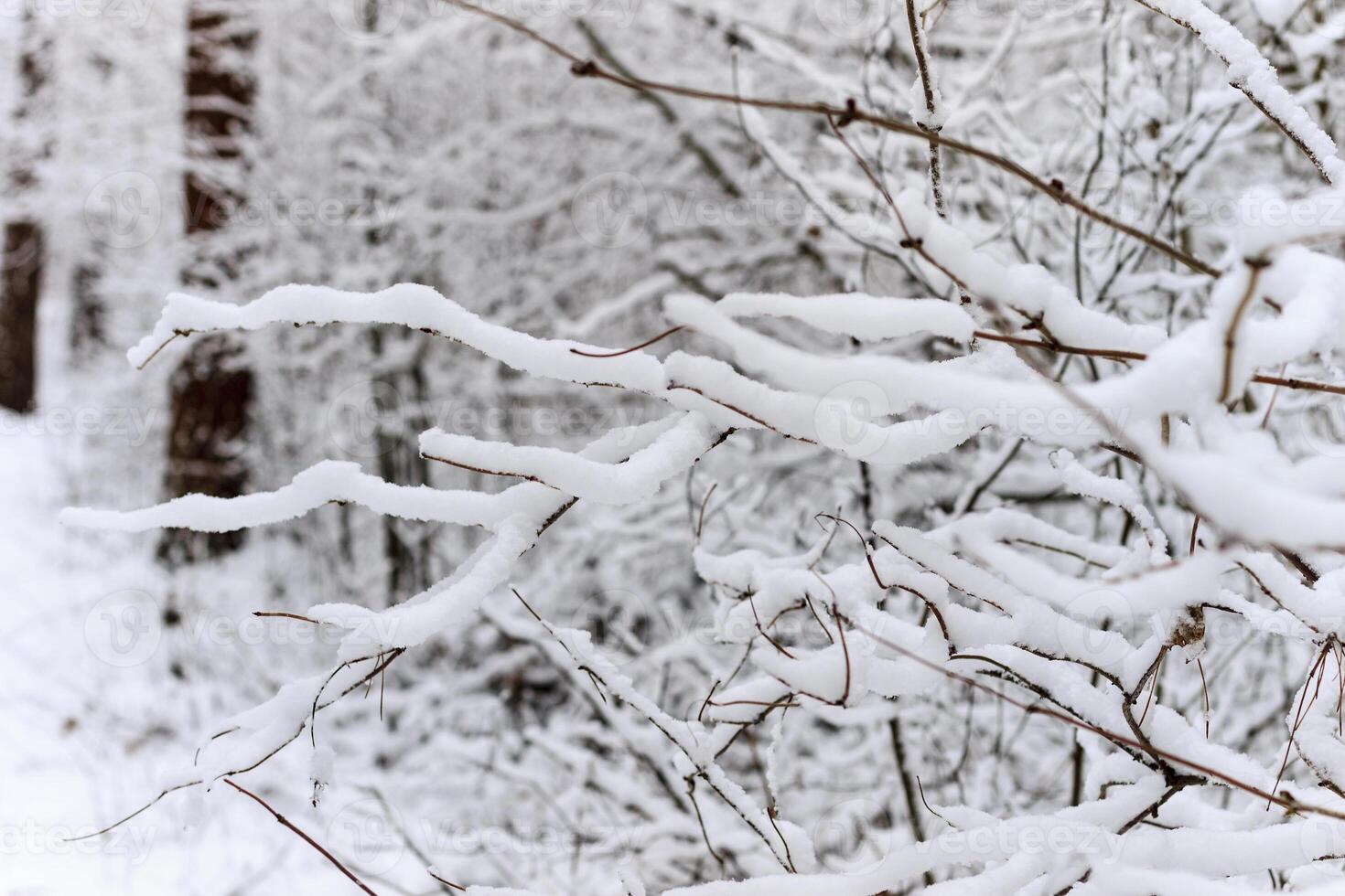 Winter branches of trees in hoarfrost on background snow and white sky photo