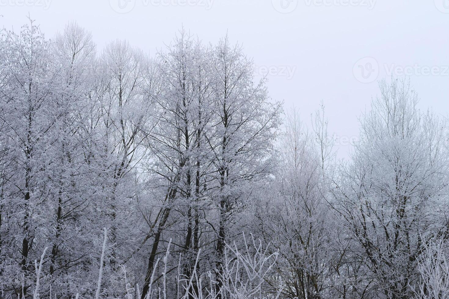 Trees covered with hoarfrost in a fog photo