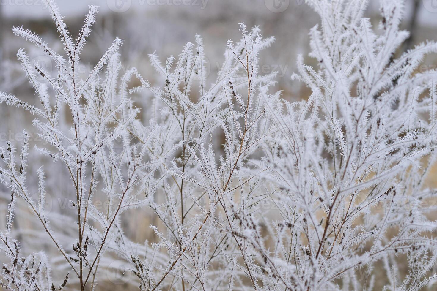 branch covered with frost photo