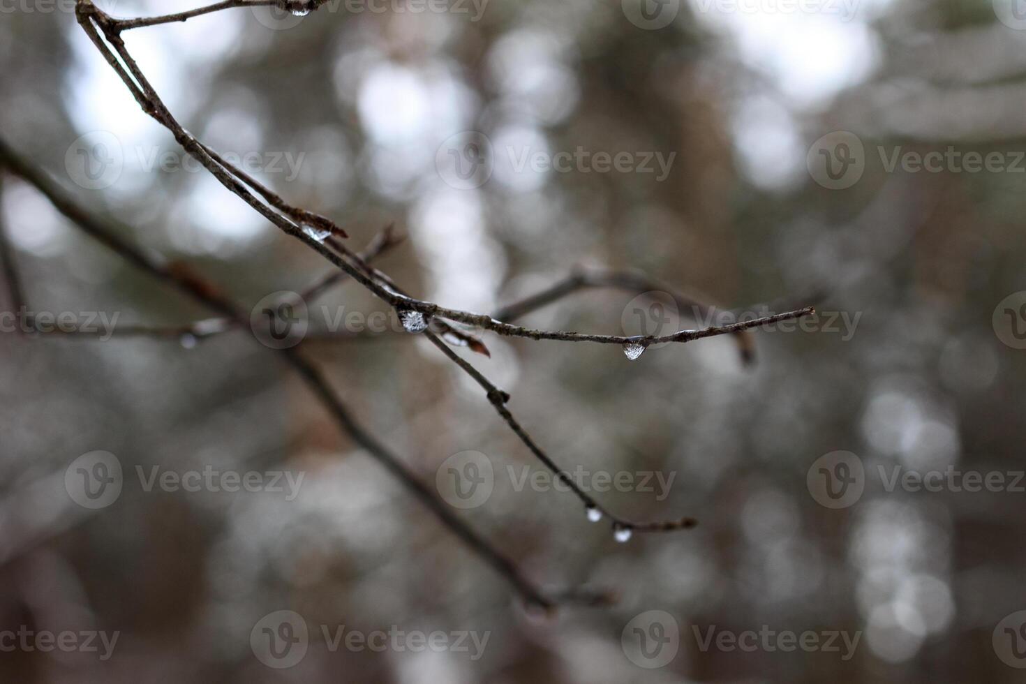 branch with frozen drops photo