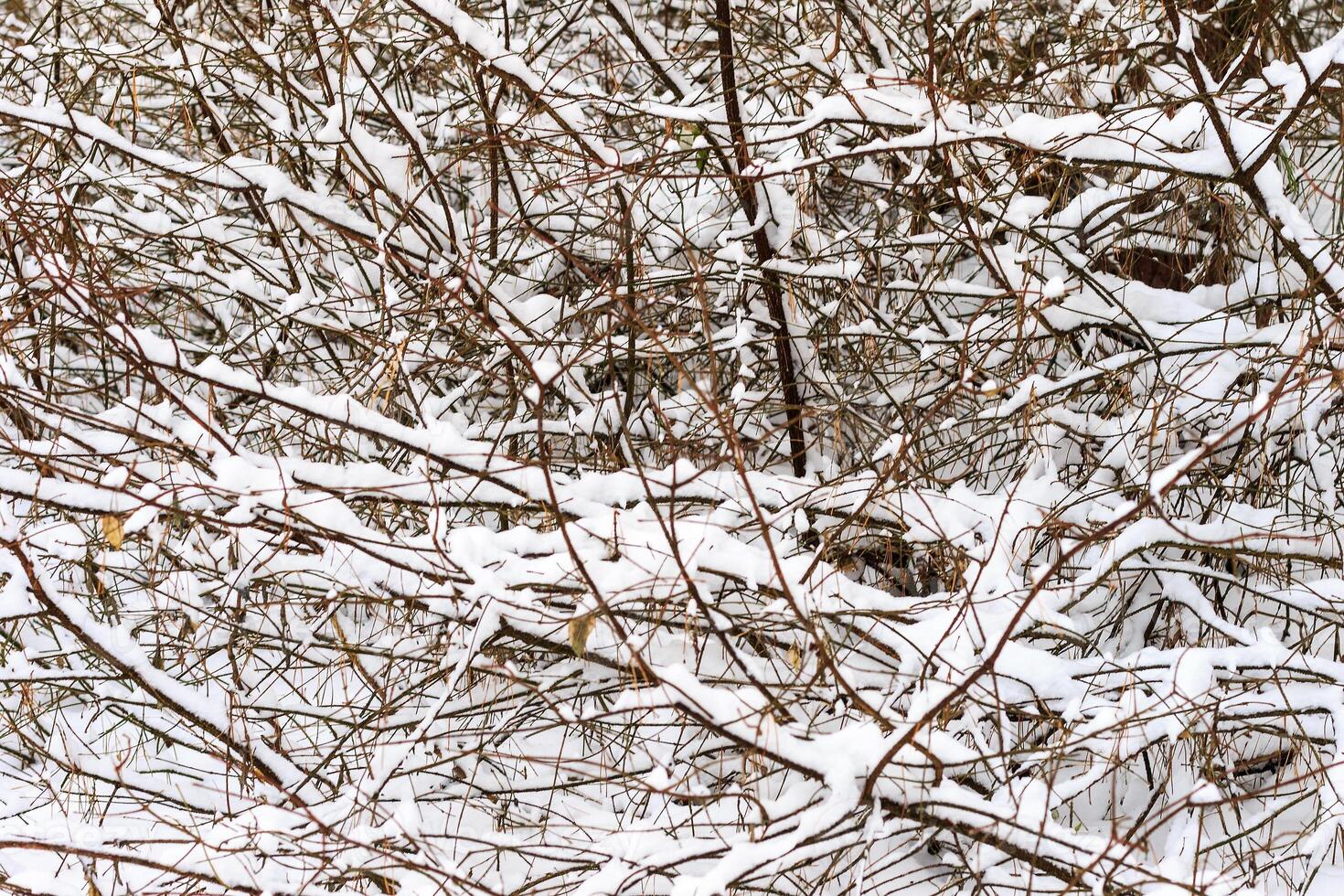 Branches covered with frost at winter season at pine forest. photo
