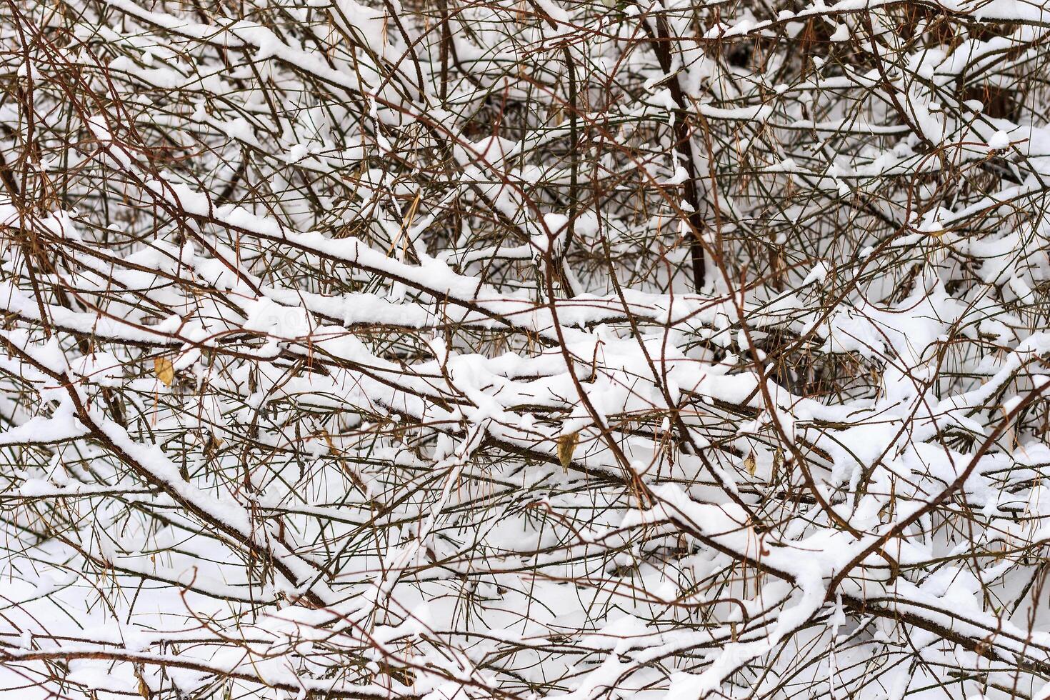 Branches covered with frost at winter season at pine forest. photo