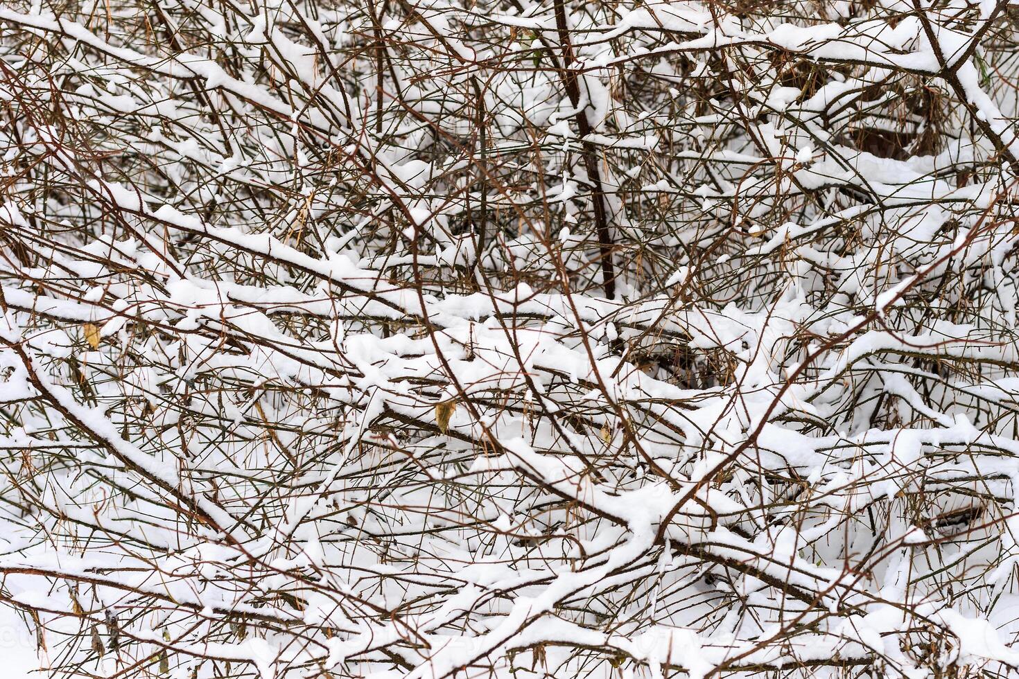 Branches covered with frost at winter season at pine forest. photo