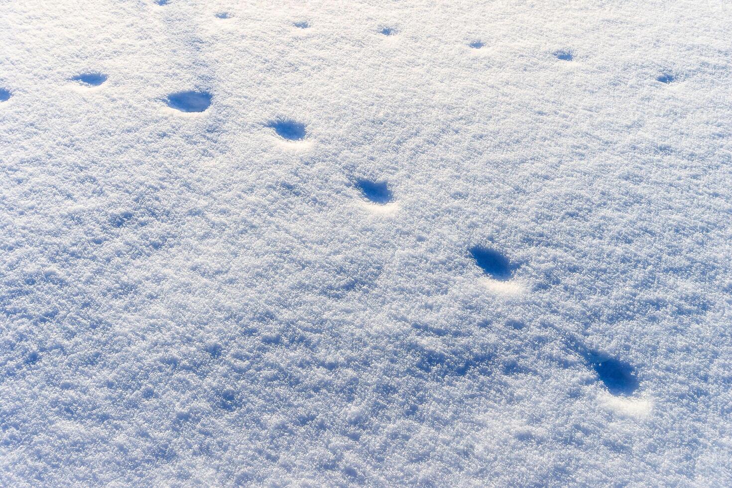 Snow texture at sunny winter day. Abstract background. photo