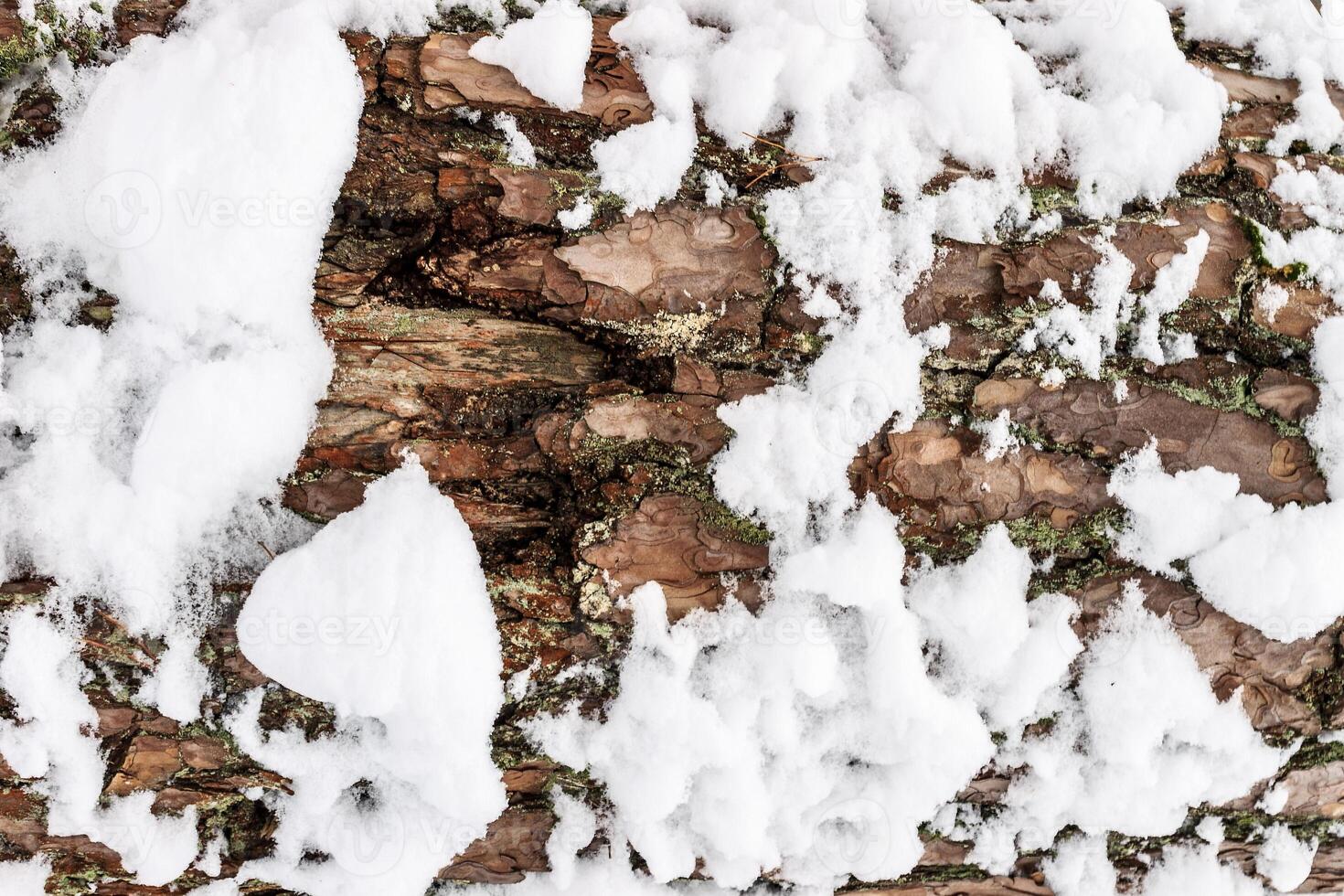 Bark of pine tree covered with snow texture. photo