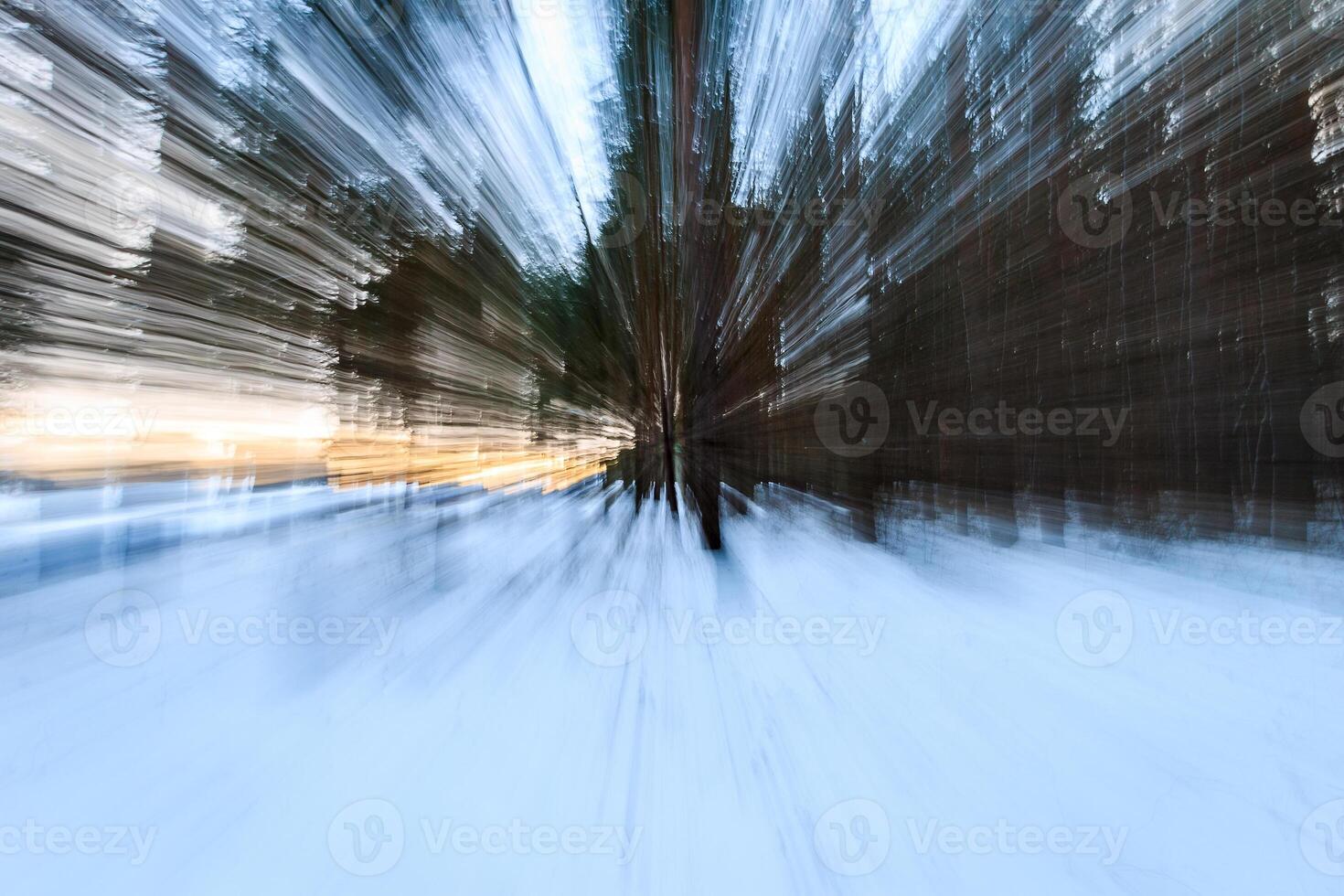 Winter pine forest covered with frost at sunset. photo