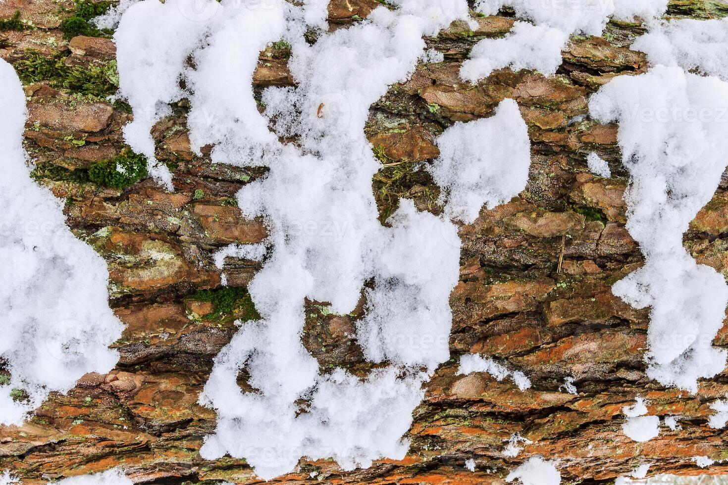 Bark of pine tree covered with snow texture. photo