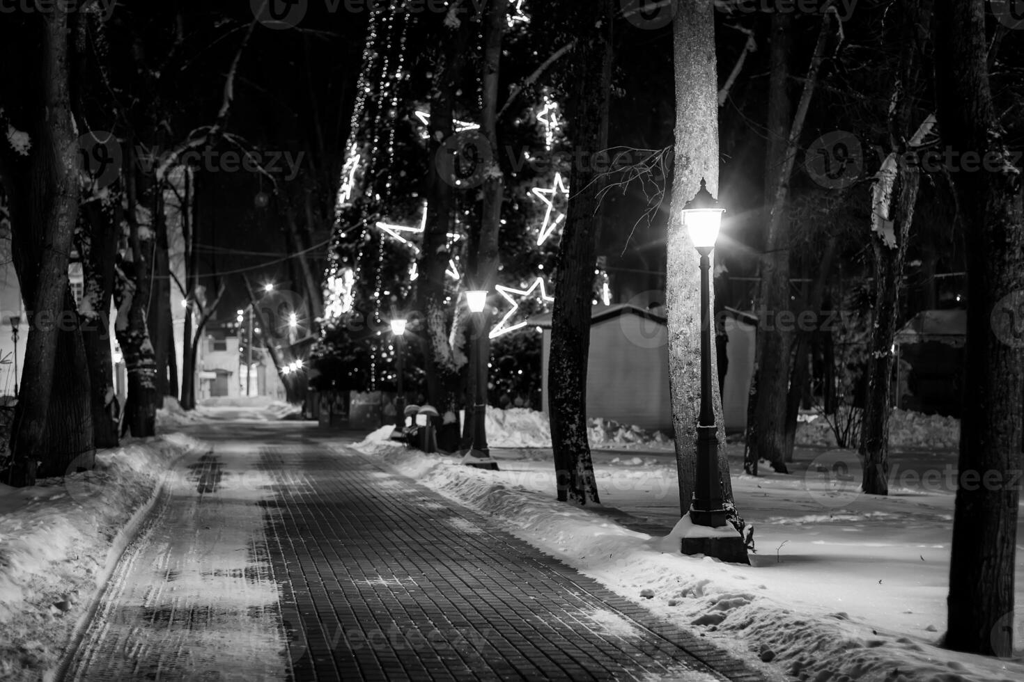 Winter park at night. Monochrome. photo