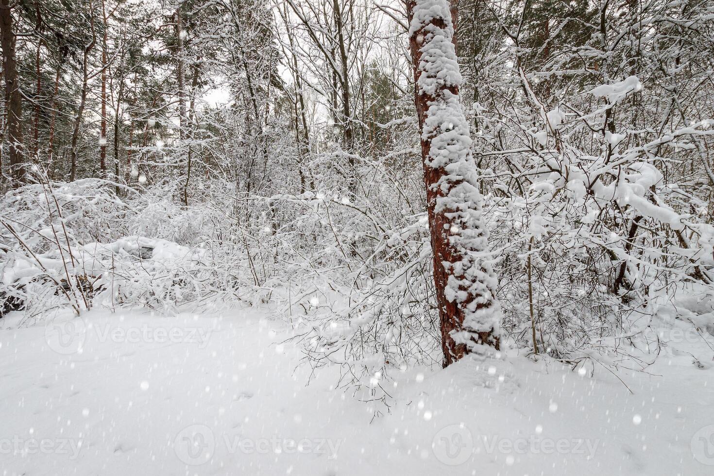 Snowfall at winter pine forest covered with frost. photo