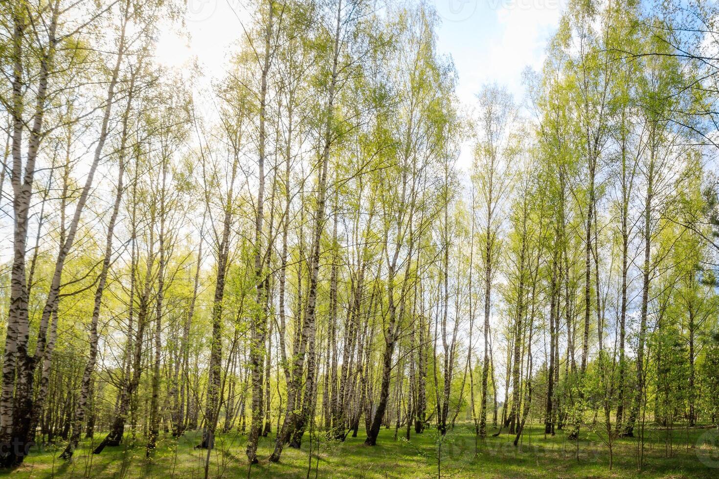 Birch forest with young leaves in spring. photo